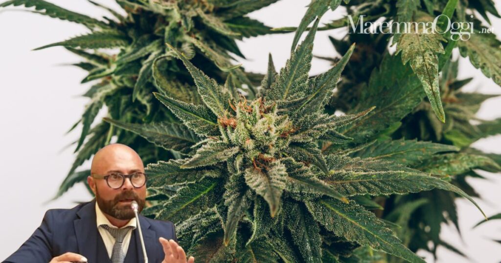 Una pianta di cannabis sativa L e Francesco Vitabile