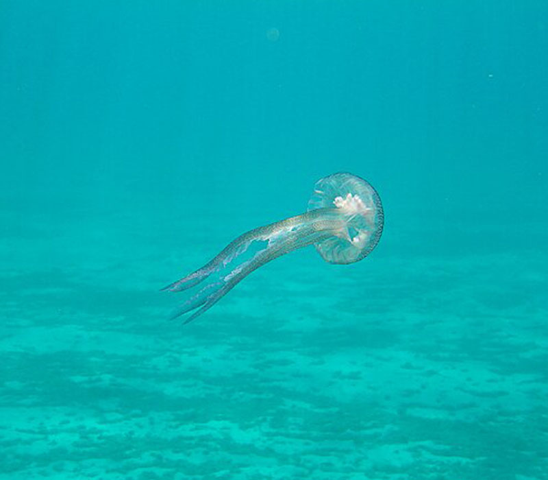 La medusa Pelagia Noctiluca