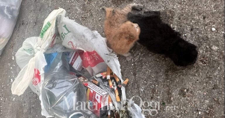 I due gattini e il sacchetto con le cicche dentro al quale erano stati buttati nel cassonetto