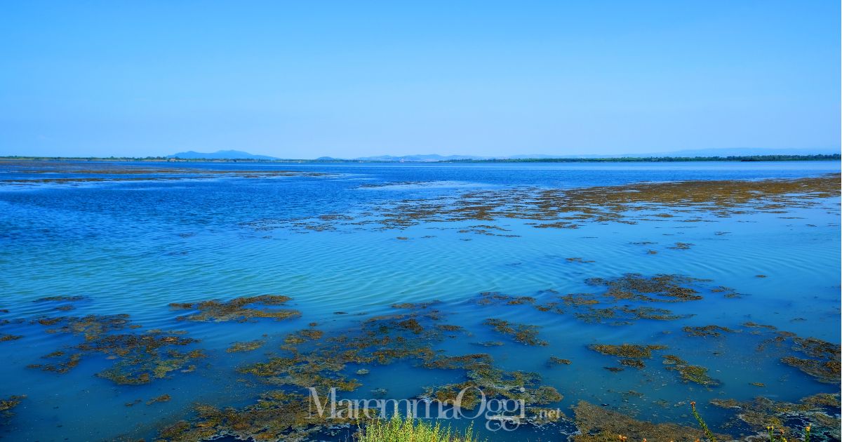 Alghe nella laguna di Orbetello