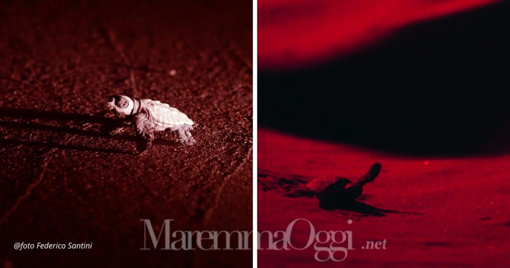 Nelle foto di Federico Santini, due tartarughine nate al Parco della Maremma