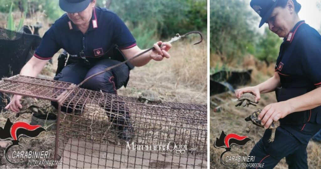 Le due tartarughe erano in una piccola gabbia, senza cibo e con acqua putrida da bere