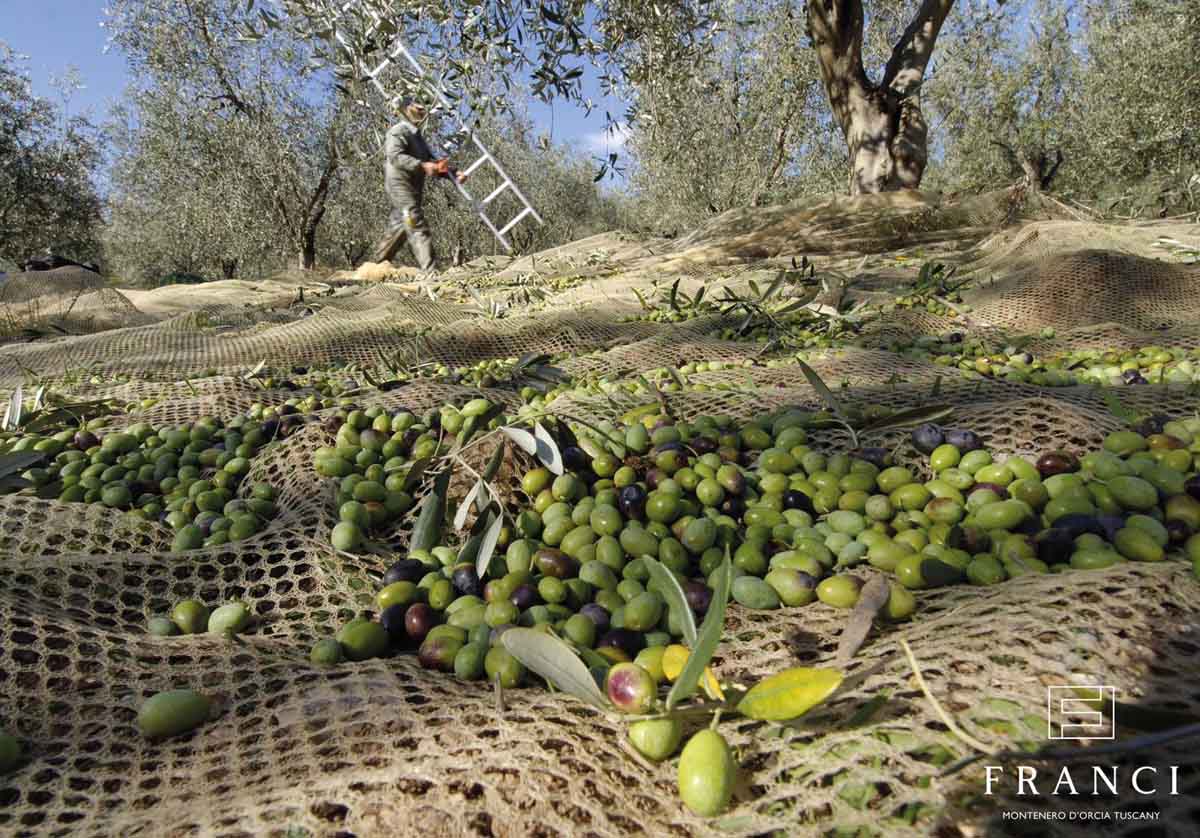 La raccolta delle olive