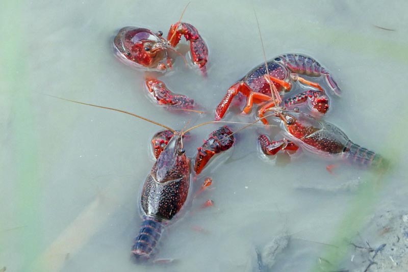 Il gambero rosso della Louisiana nelle risaie a Principina (foto Giovanni Ciattini)