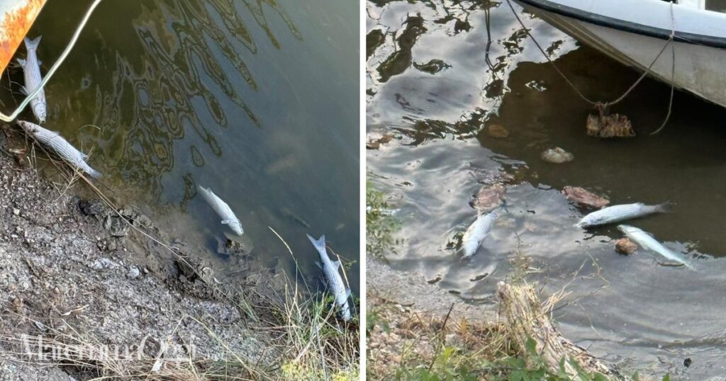 Pesci a galla nell'Acciantino, a Castiglione della Pescaia