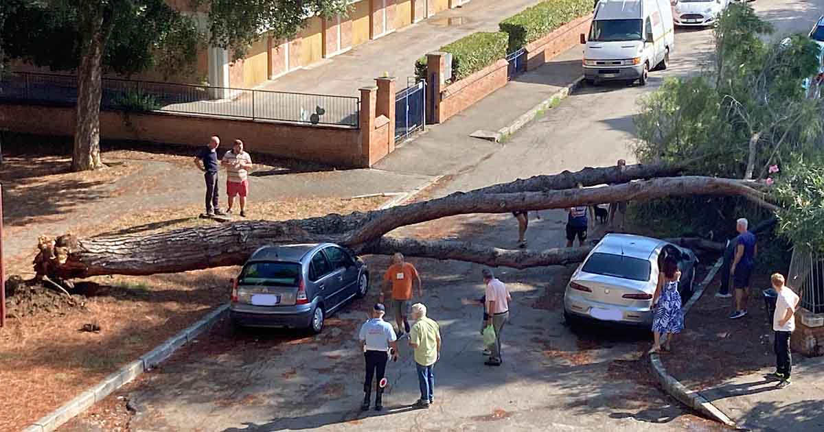 Il pino caduto sopra alle due auto parcheggiate