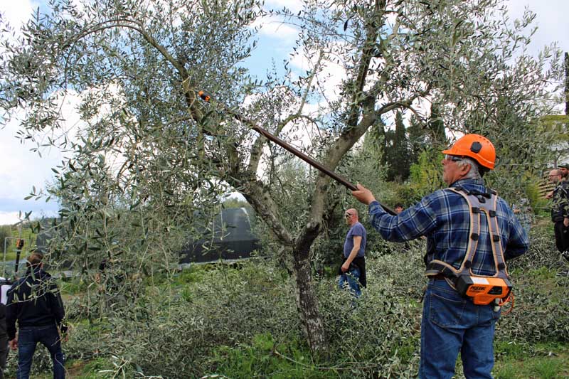 La raccolta delle olive negli oliveti della Maremma