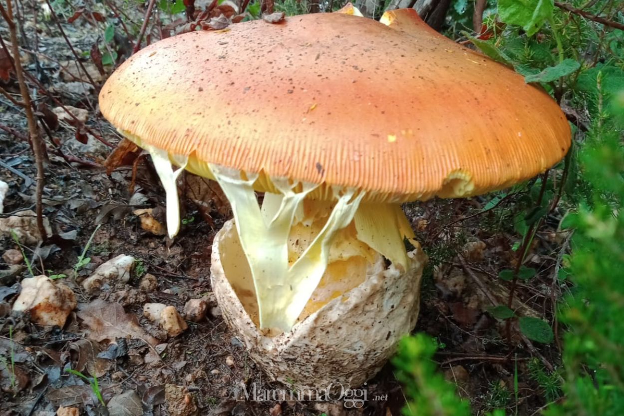 Il cucco gigante