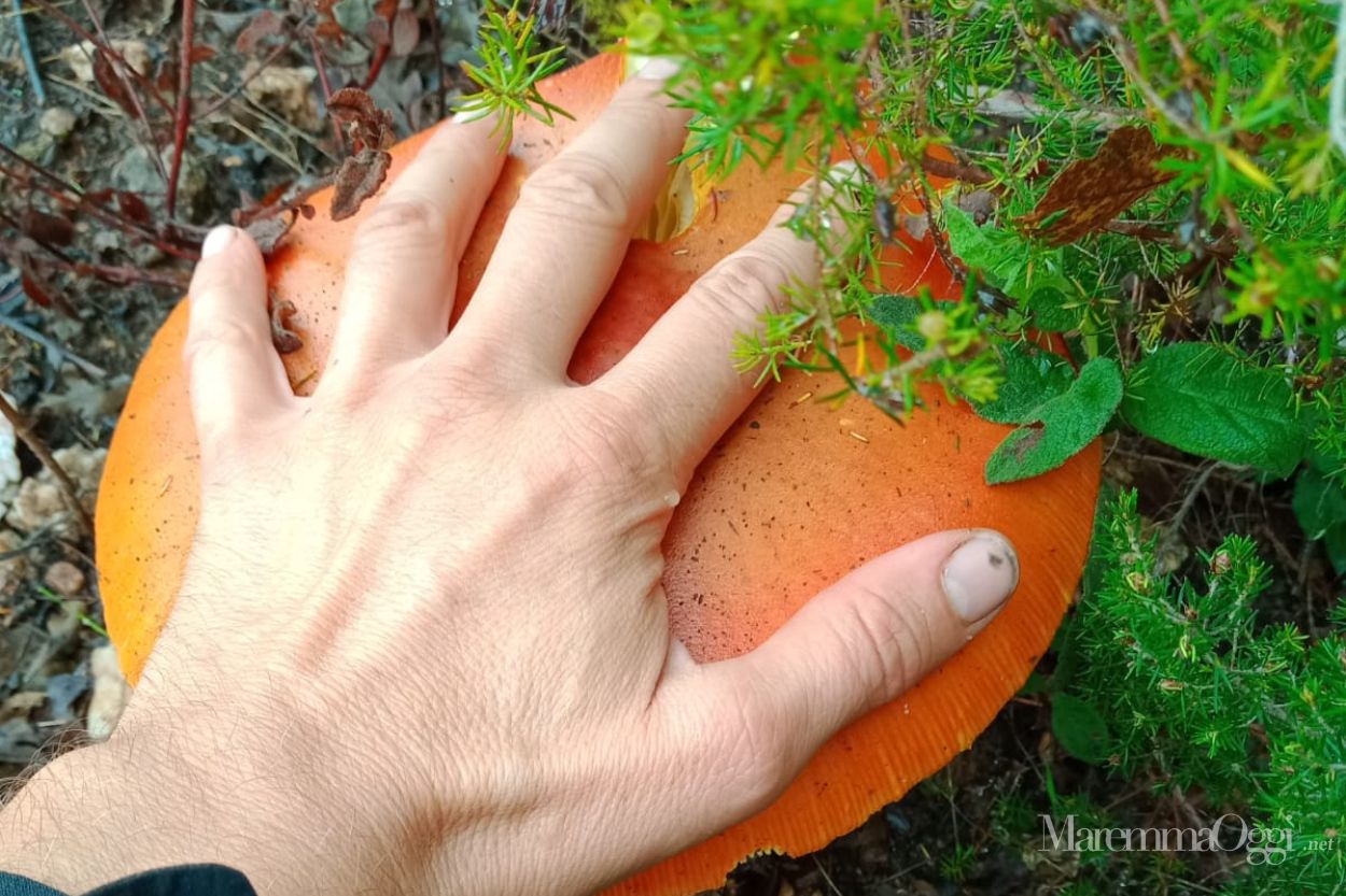 Il cucco gigante