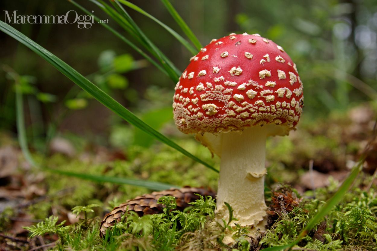 L'Amanita muscaria