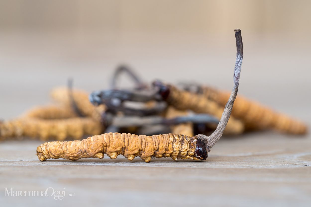 Un fungo appartenente alla famiglia dei Cordycipitaceae