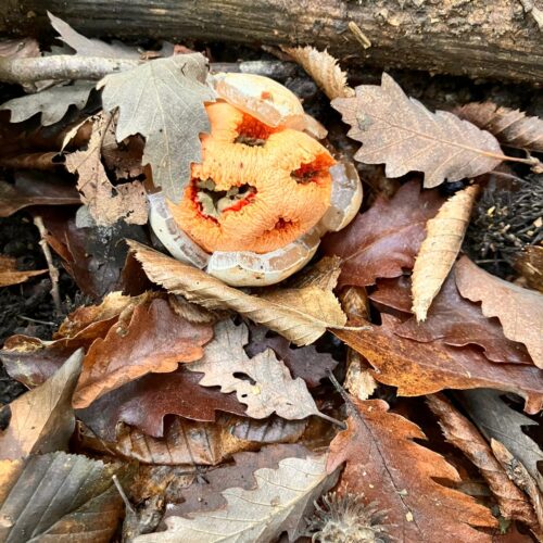 Il fungo Clathrus ruber