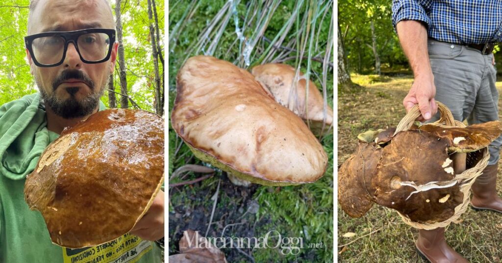 I funghi giganti trovati in Maremma