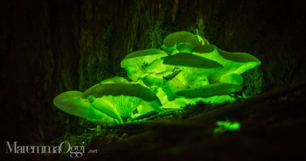 Alcuni funghi luminescenti