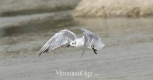 Il gabbiano sghignazzante fotografato a Castiglione della Pescaia