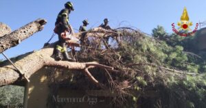 Il pino caduto sul tetto della casa ad Orbetello