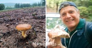 Il super porcino trovato da Roberto Rosini e il cucco gigante a Paganico trovato da Antonio e Letizia