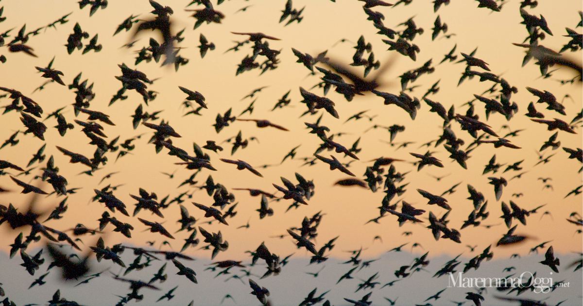 Un'immagine ravvicinata degli storni in volo