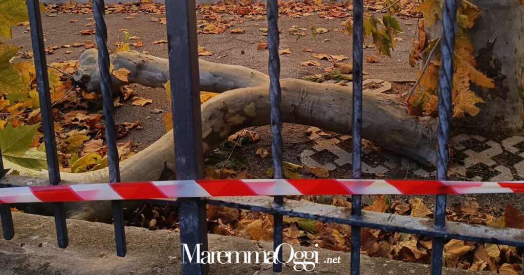 L'albero caduto nel giardino della scuola elementare in via Buozzi