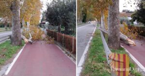 L'albero caduto sulla ciclabile