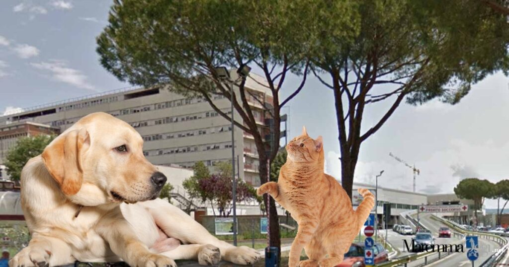 L'ospedale di Grosseto, un cane e un gatto