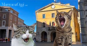 I volontari di Occhi di gatto minacciano di portare i gatti randagi in municipio