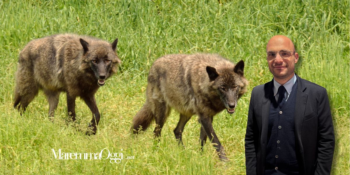 Due lupi ed il presidente del Parco della Maremma, Simone Rusci