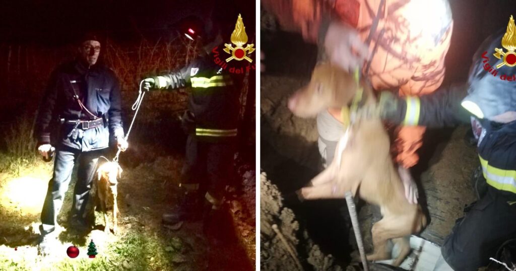 Il salvataggio del cane finito nel canale di scolo da parte dei vigili del fuoco