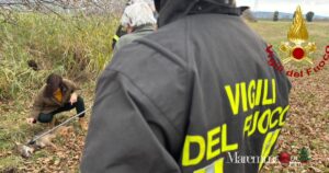 Vigili del fuoco e veterinaria portano le prime cure al cucciolo di lupo