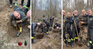 Le fasi del lavoro svolto dai Vigili del Fuoco di Follonica per salvare Dobra.