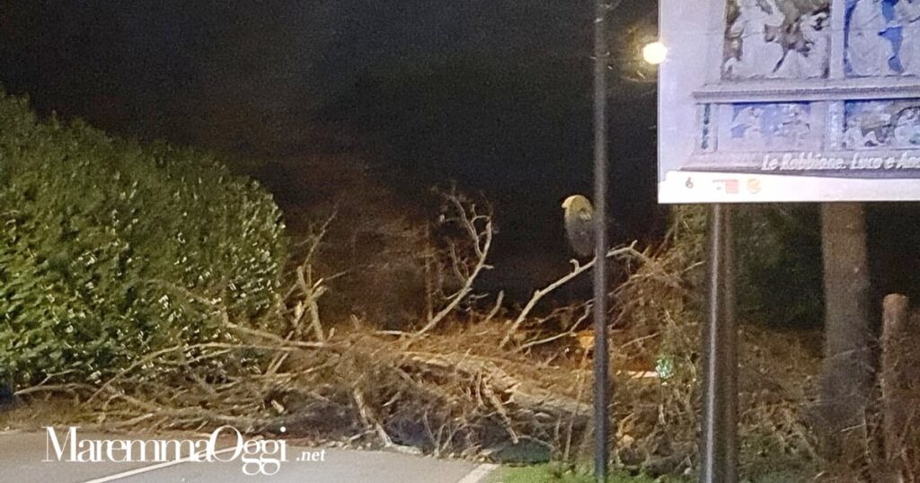 L'albero caduto sulla provinciale a Santa Fiora per il forte vento