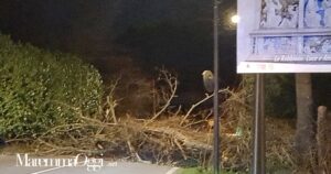 L'albero caduto sulla provinciale a Santa Fiora per il forte vento