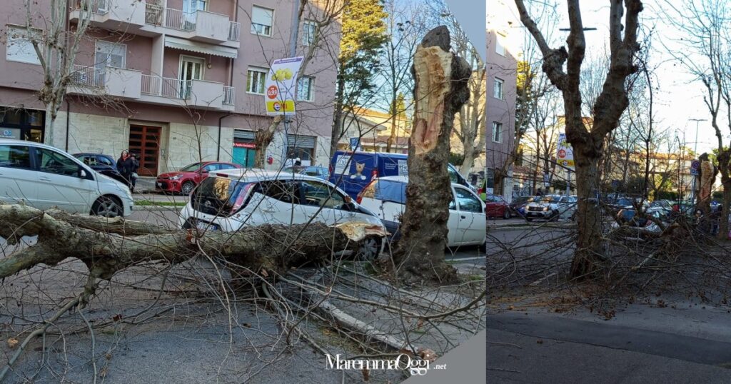 L'albero caduto in via Emilia