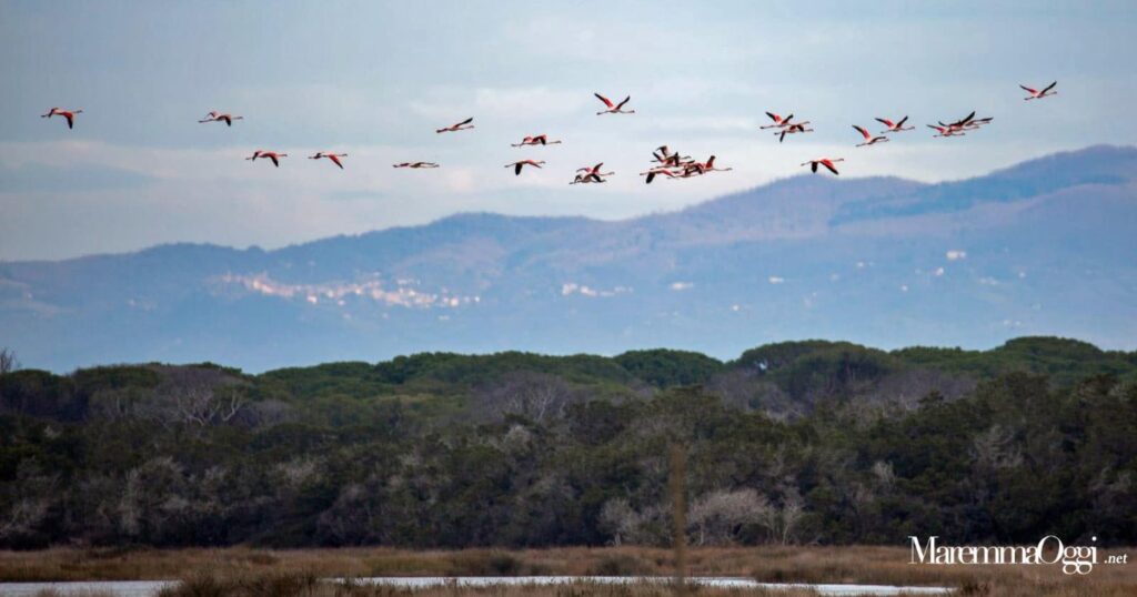 Fenicotteri in volo sul parco della Maremma (foto Federica Gianneschi)