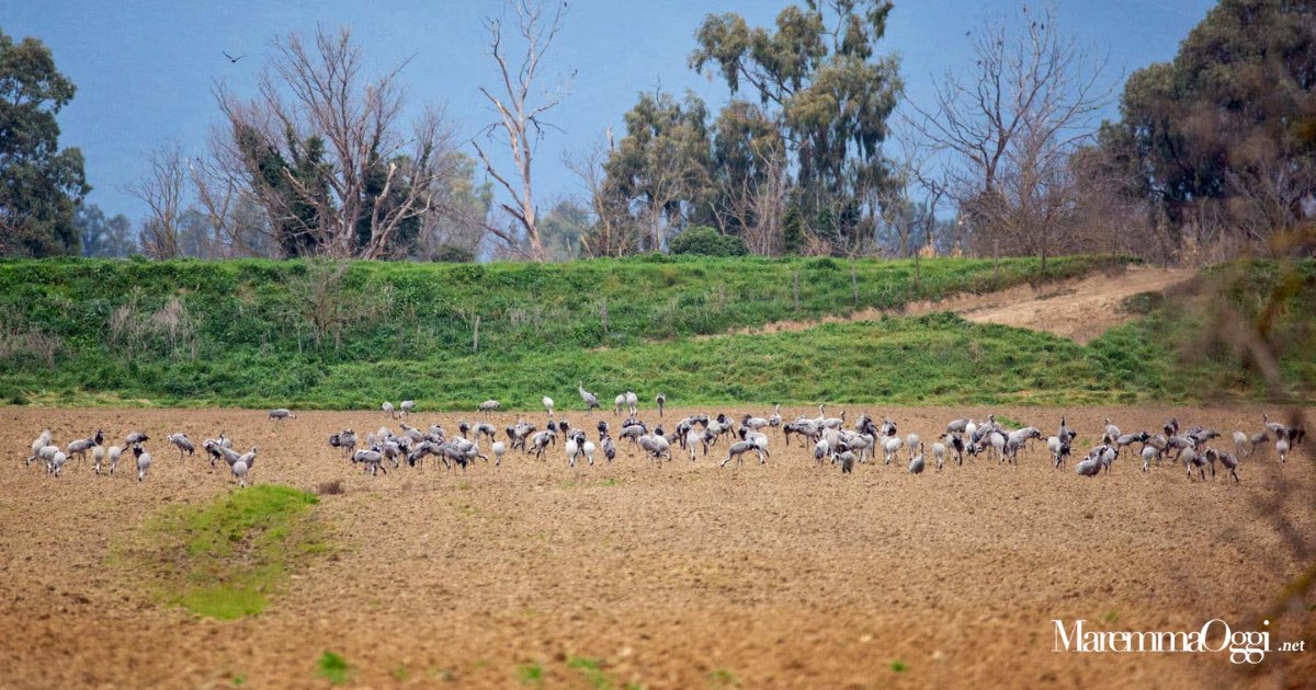 Un momento del censimento dell'avifauna