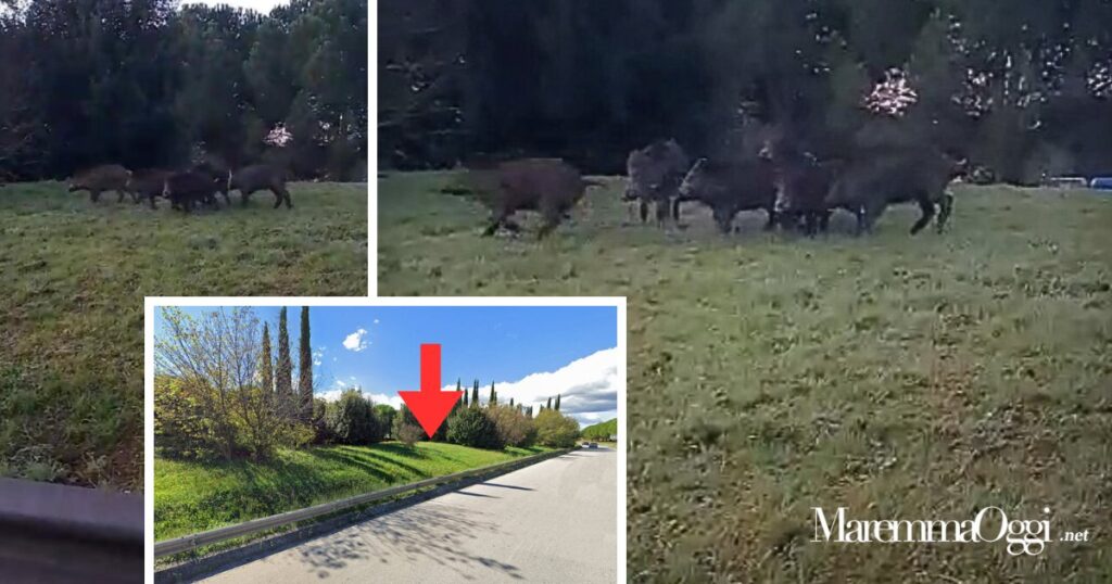 Due frame dal video dei cinghiali al Diversivo e il punto dove si trovava il branco