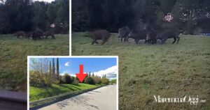 Due frame dal video dei cinghiali al Diversivo e il punto dove si trovava il branco