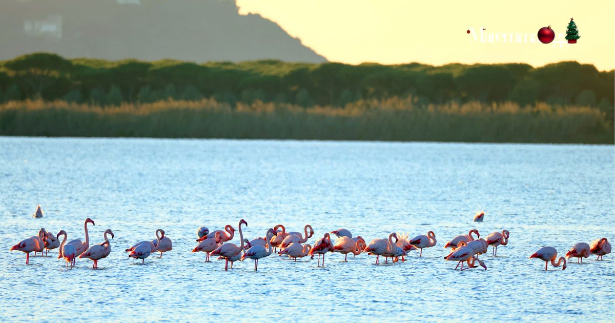 Fenicotteri nella laguna di Orbetello (foto Fabio Cianchi)