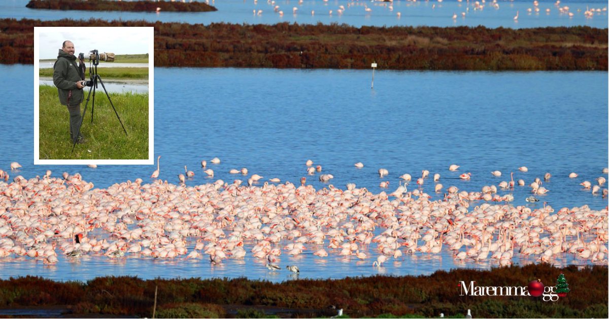 Un'immagine della laguna di Orbetello con migliaia di fenicotteri e, nel riquadro, Fabio Cianchi