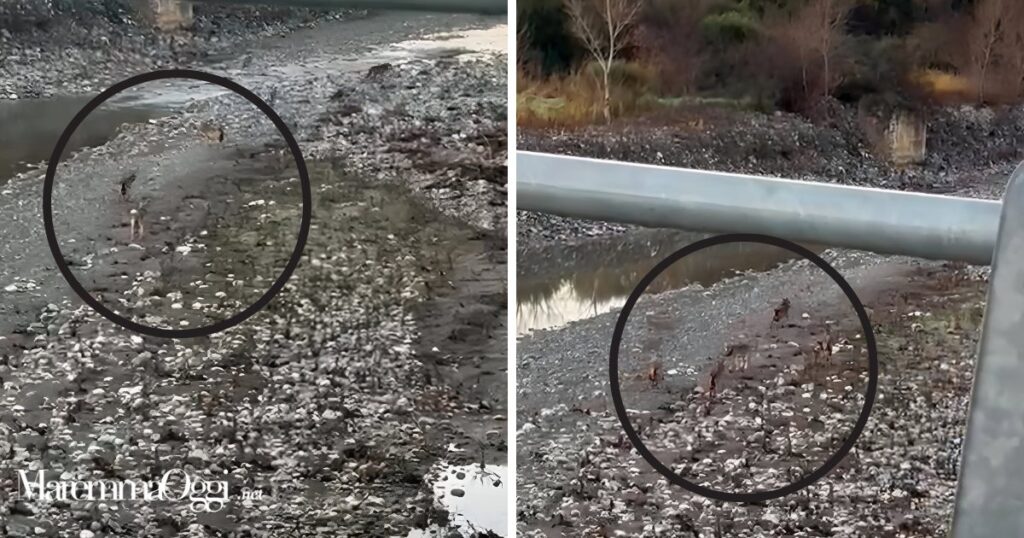 Due fotogrammi dal video del branco di lupi nel torrente Trasubbie