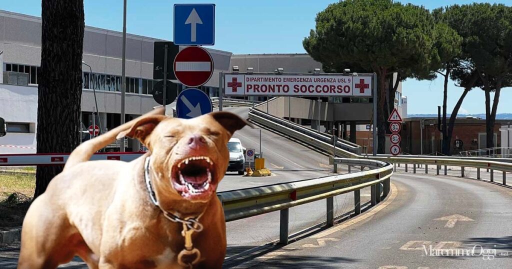 Il pronto soccorso dell'ospedale Misericordia di Grosseto e un pitbull aggressivo