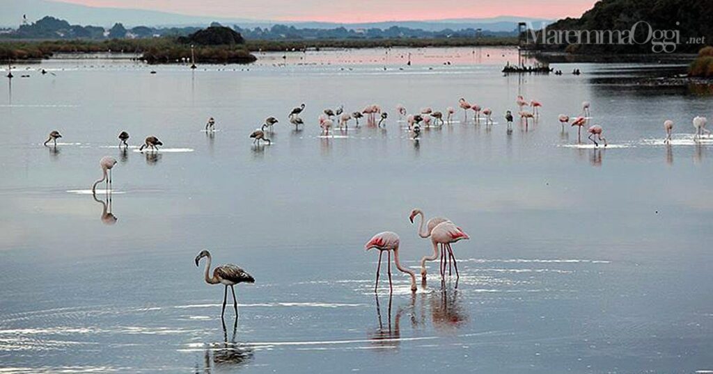 Fenicotteri nella riserva Wwf della laguna di Orbetello