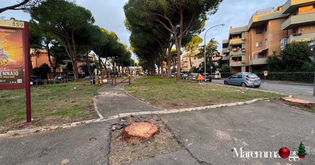 Quel che resta di alcuni pini tagliati al parco fra via Platino e via Argento, di fianco a viale Uranio