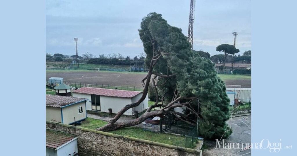 Il grosso pino caduto al Magona (foto Simonfrancesco Brunidelduca)