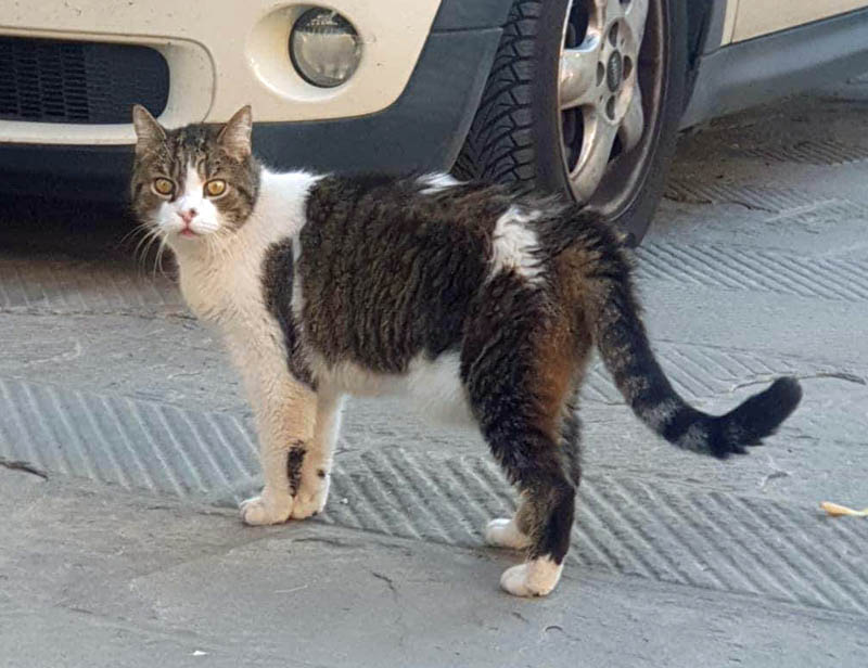 Il gatto Mao in piazza della Palma