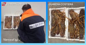 Le aragoste pescate e sequestrate dalla Guardia Costiera