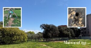 Aree di sgambatura per cani a Piombino