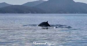 La balenottera fra l'Isola d'Elba e Piombino